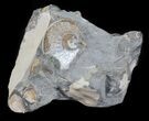Sphenodiscus Ammonite - South Dakota #60235-2